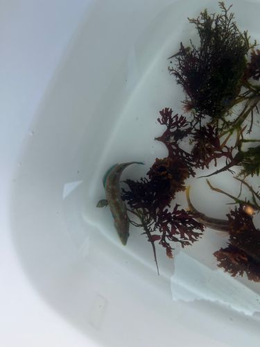 ニシキベラの釣果