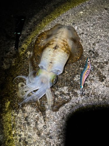 アオリイカの釣果