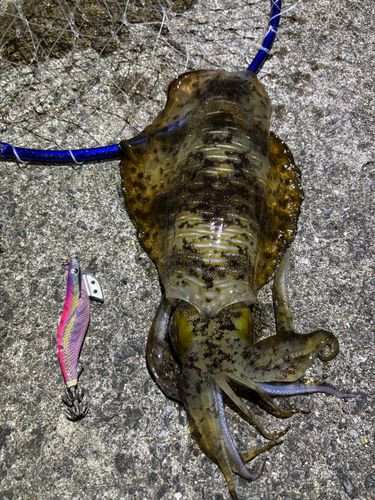 アオリイカの釣果