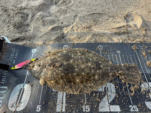ソゲの釣果
