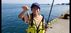 ハゼの釣果