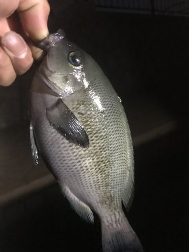 グレの釣果