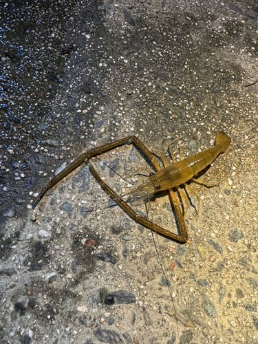 テナガエビの釣果