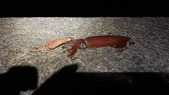 ケンサキイカの釣果