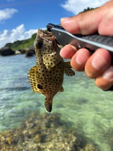 ヤイトハタの釣果