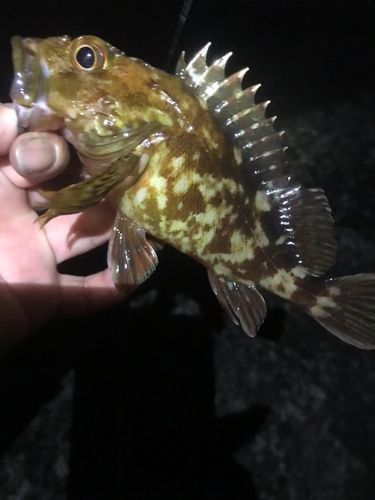 ガシラの釣果
