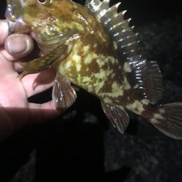 ガシラ