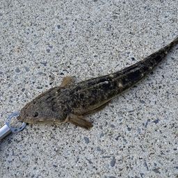 マゴチ