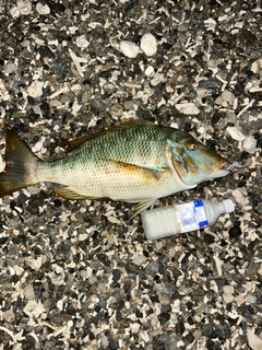 ハマフエフキダイの釣果
