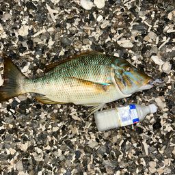 ハマフエフキダイ