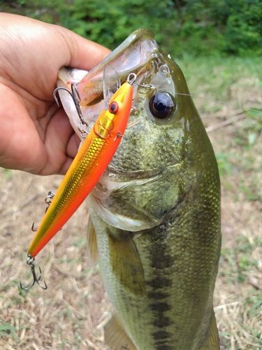 ブラックバスの釣果