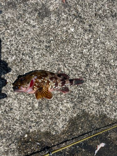 カサゴの釣果