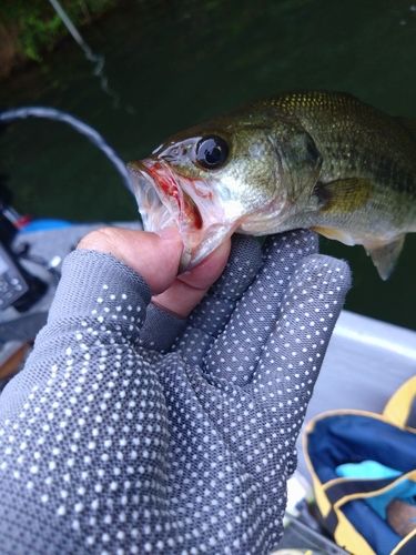ラージマウスバスの釣果