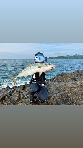 ブリの釣果