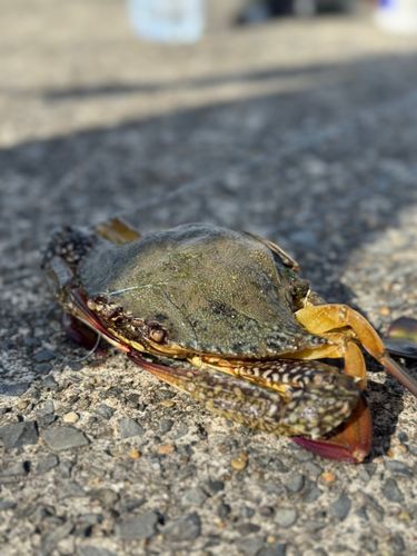 タイワンガザミの釣果