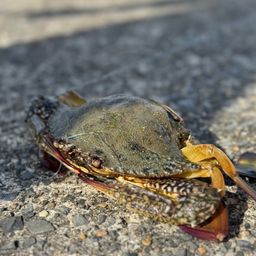 タイワンガザミ