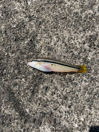 キュウセンの釣果