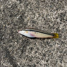 キュウセン