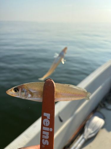 シロギスの釣果