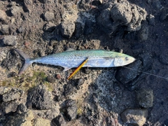 サゴシの釣果