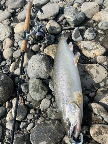 サクラマスの釣果