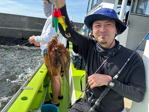 マダコの釣果