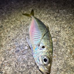 アジ