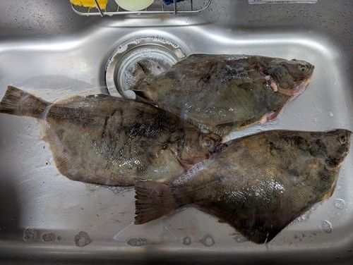 ソウハチの釣果
