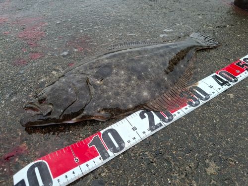 ヒラメの釣果