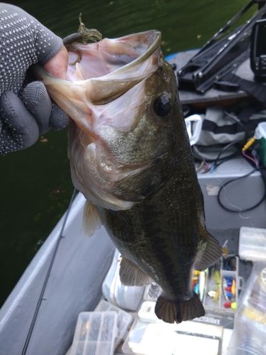 ラージマウスバスの釣果