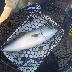 ハマチの釣果