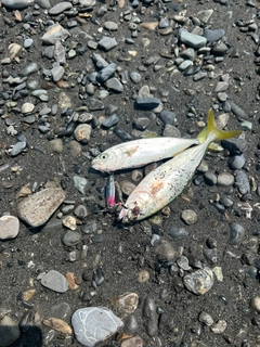 ワカシの釣果