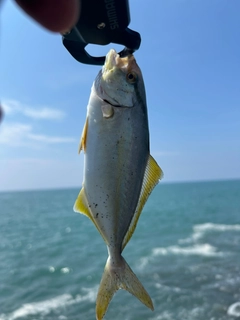 ショゴの釣果