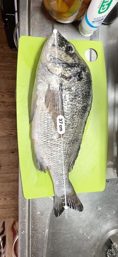 チヌの釣果