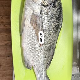 チヌ