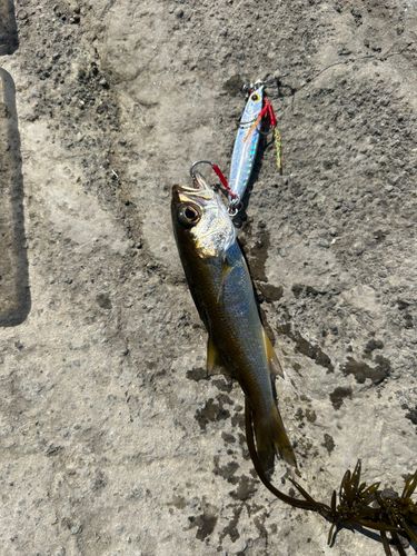 ムツの釣果