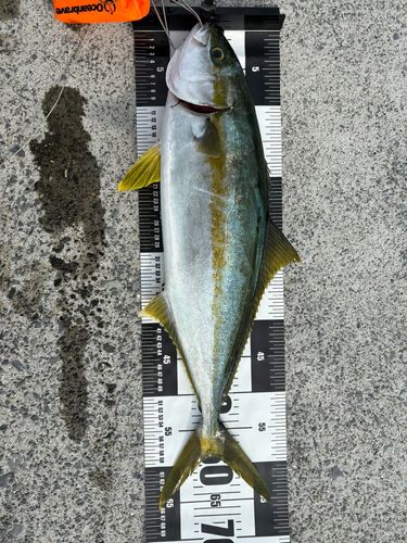ヒラマサの釣果