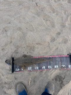 マゴチの釣果