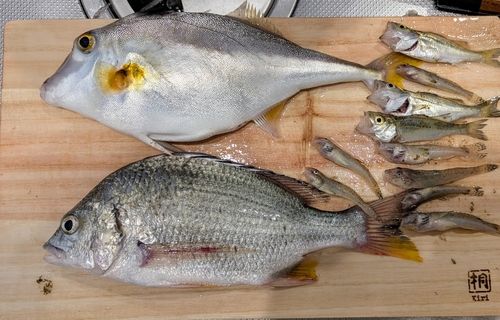 ギマの釣果