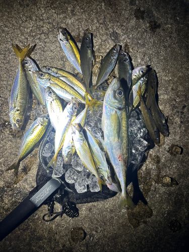 アジの釣果