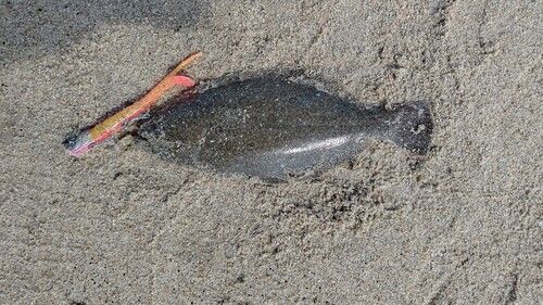 ソゲの釣果