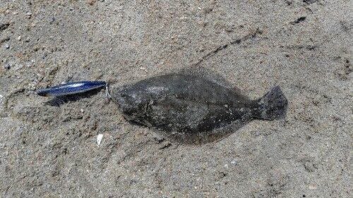 ソゲの釣果