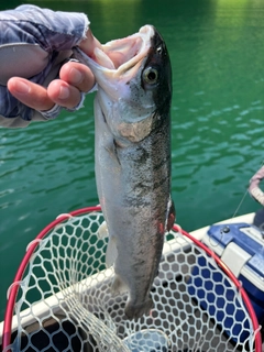 ニジマスの釣果