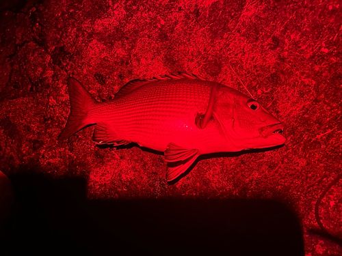 バラフエダイの釣果