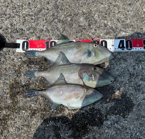 ウマヅラハギの釣果
