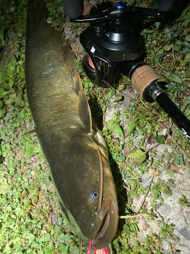 ナマズの釣果