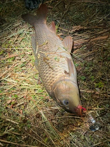 コイの釣果