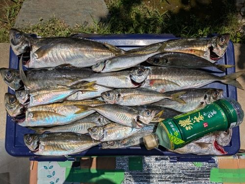 マアジの釣果