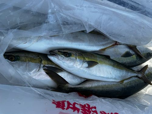 ワラサの釣果