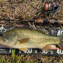 ラージマウスバス